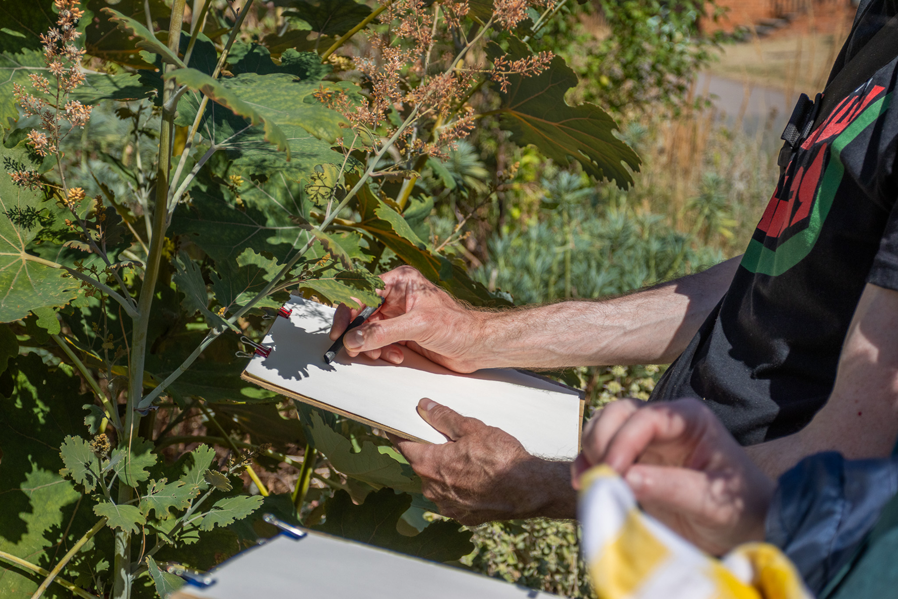Person holding a clipboard and writing in a field of large green plants with flowers.