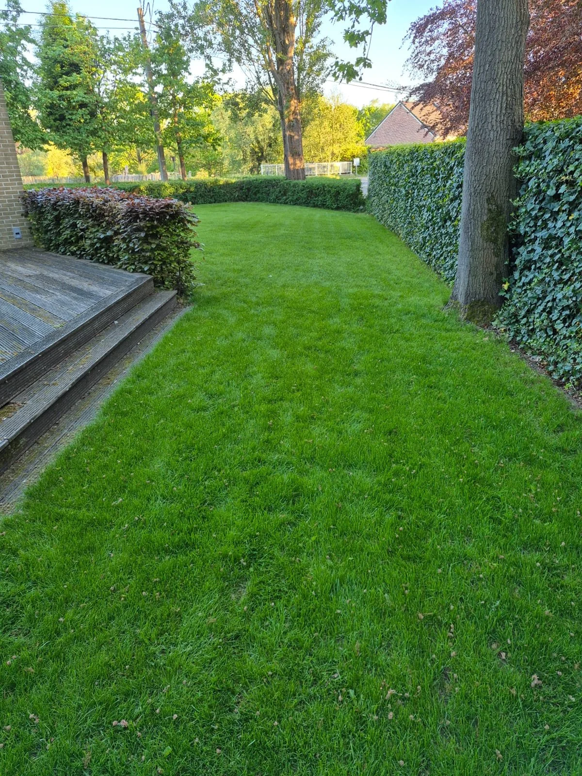 Een groene grasmat, het resultaat 1 jaar na de aanleg door Tuinwerken Robbe