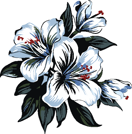 White lilies with red stamens and green leaves on a black background.