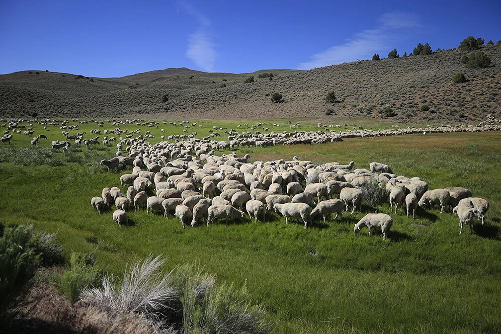 Green Green Grass of Home