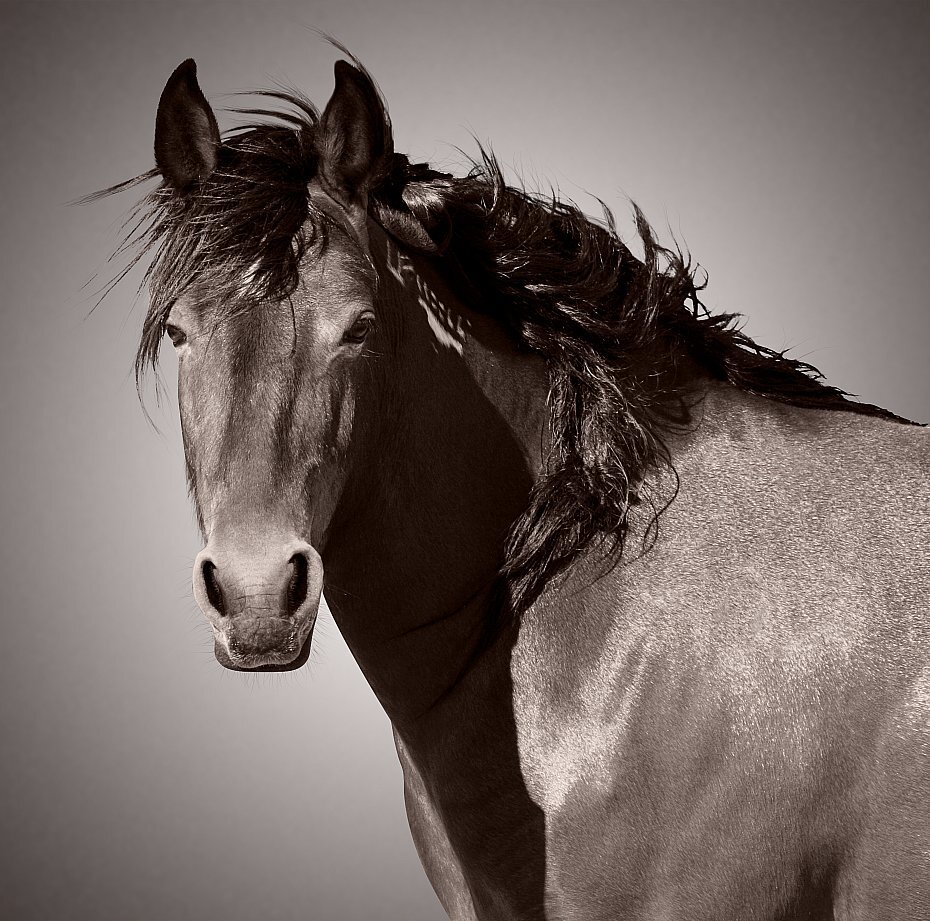 Why Baby Why from $295.00