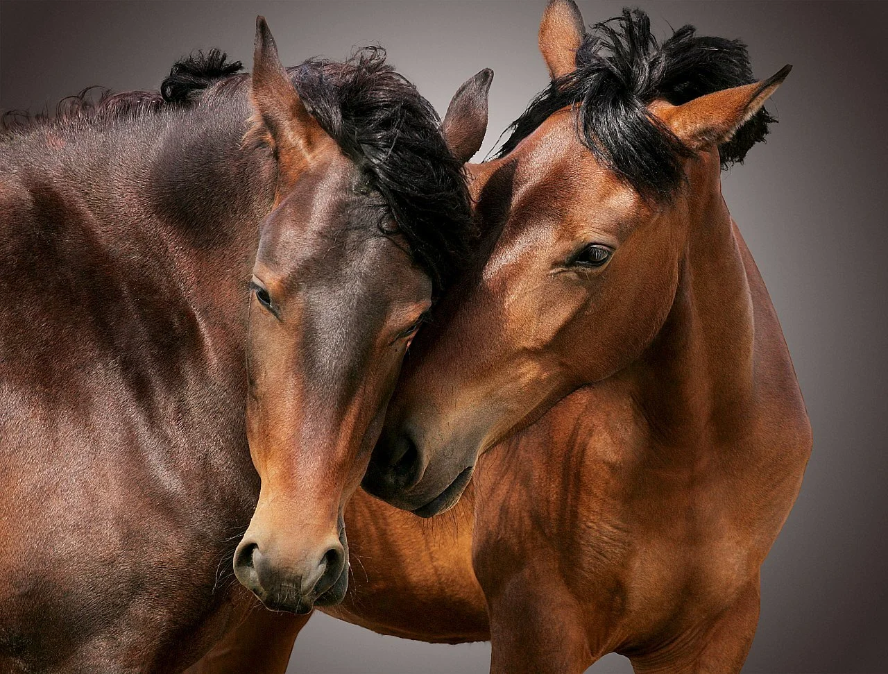 In Heaven We'll Never Grow Old from $295.00