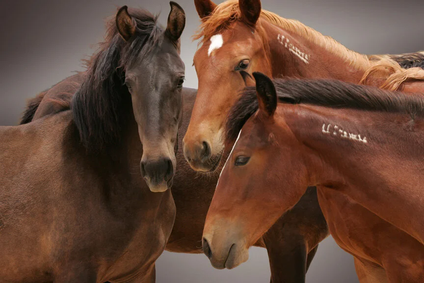 Too Close to Home from $295.00