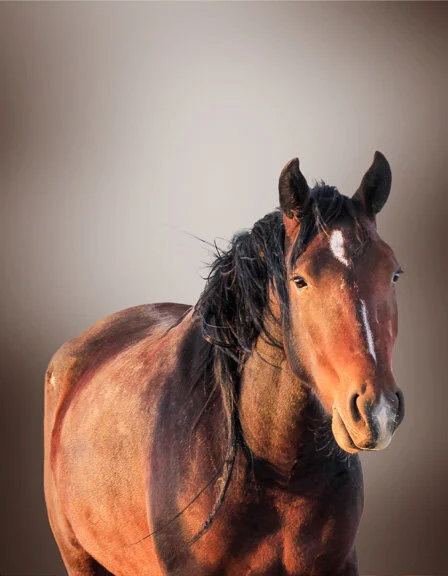 Midnight Has Passed from $295.00