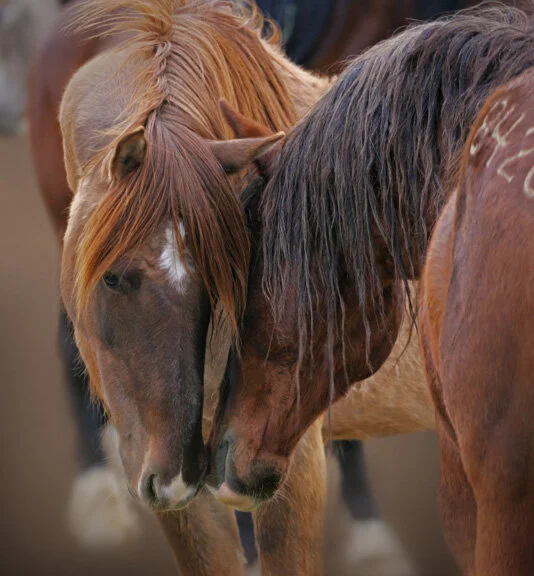 The Old Crossroads from $295.00