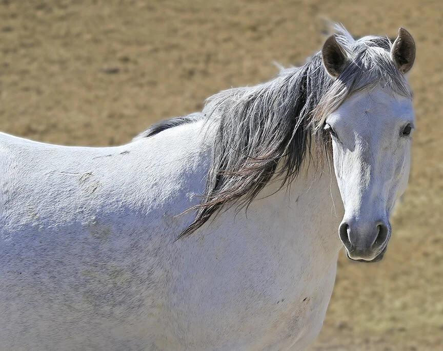 Heal My Broken Heart