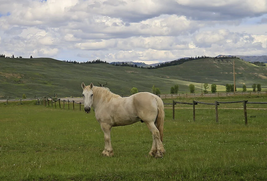 I'm So Lonesome I Could Cry