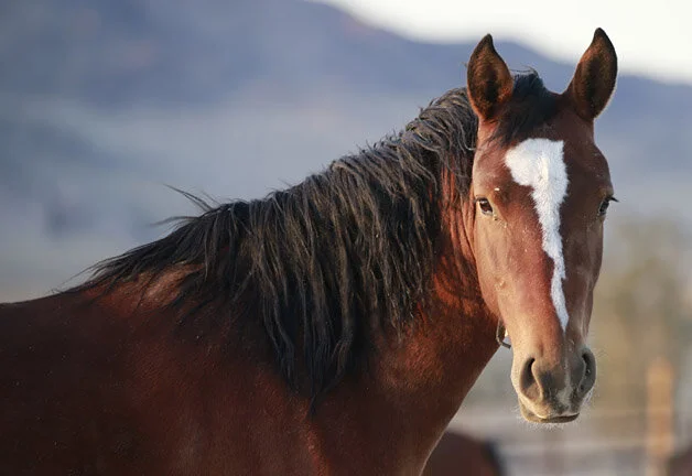 I Am A Lonely Millionaire