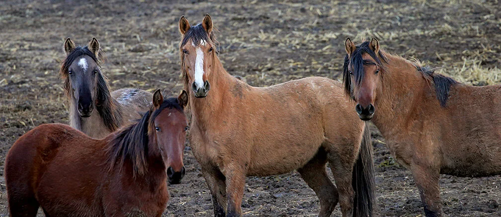 Won't You Ask Him to Show You the Way