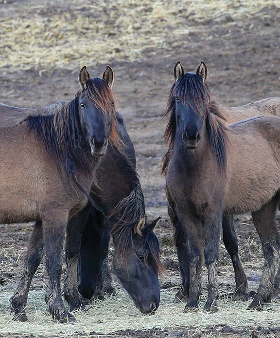 Send My Soul to Wander Free