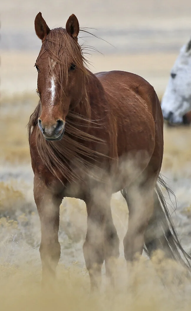 Call Someone Who Cares