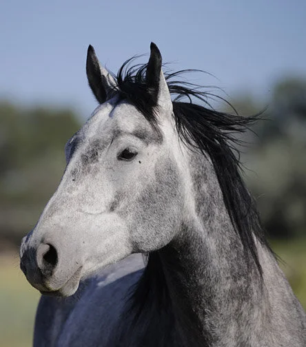 How Long Have I Been A Memory?