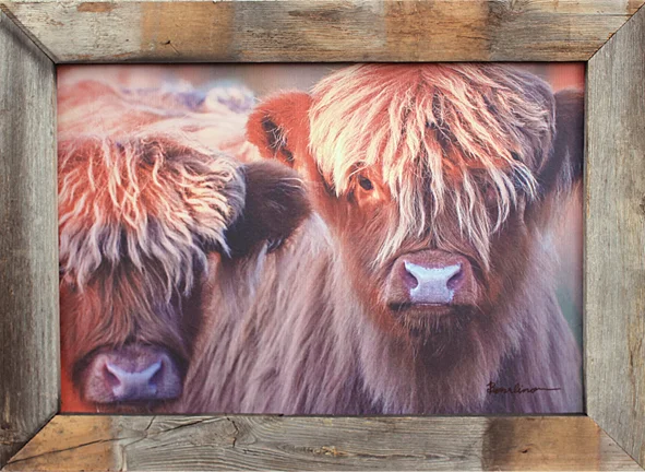 When You Don't Believe A Word I Say  - Bison