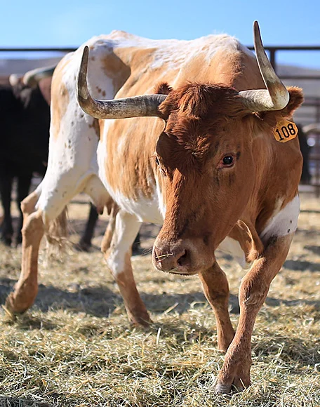 You Got to Walk That