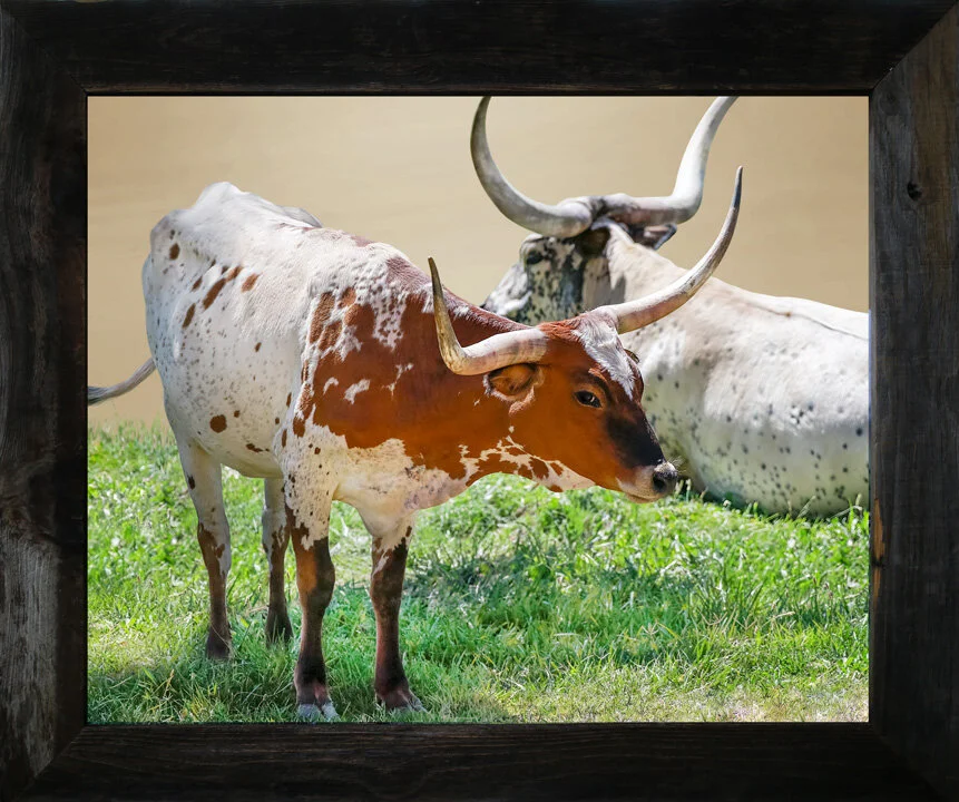0615_longhorn_fweb.jpg
