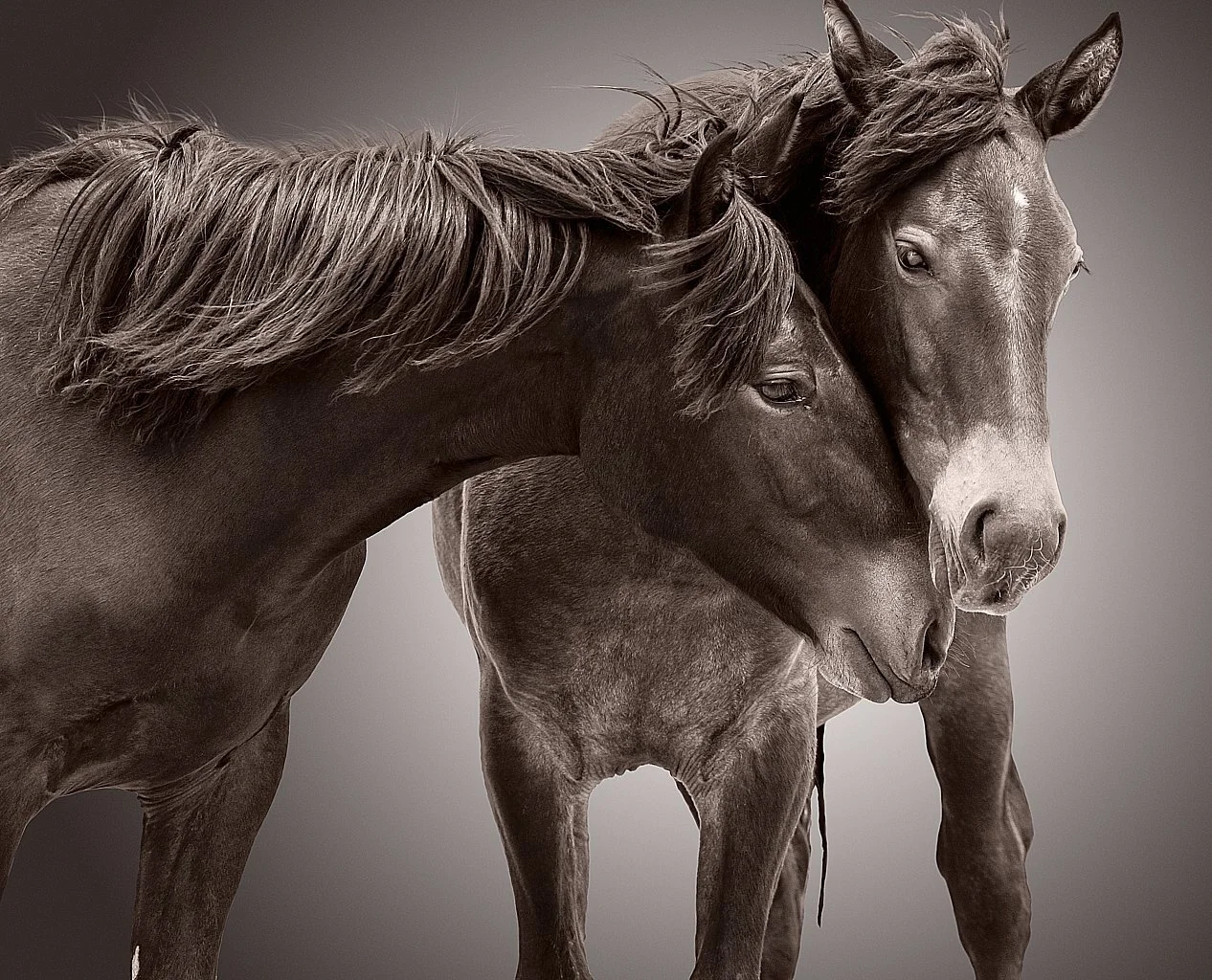 h_LL9N4822-edit-sepia4_CROP_istartedlovingyouagain.jpg.jpg
