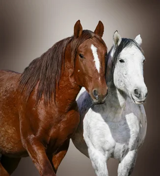 Here We Go Again Asking Where I've Been 