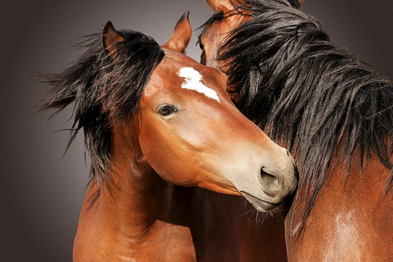 If We Never Meet Again