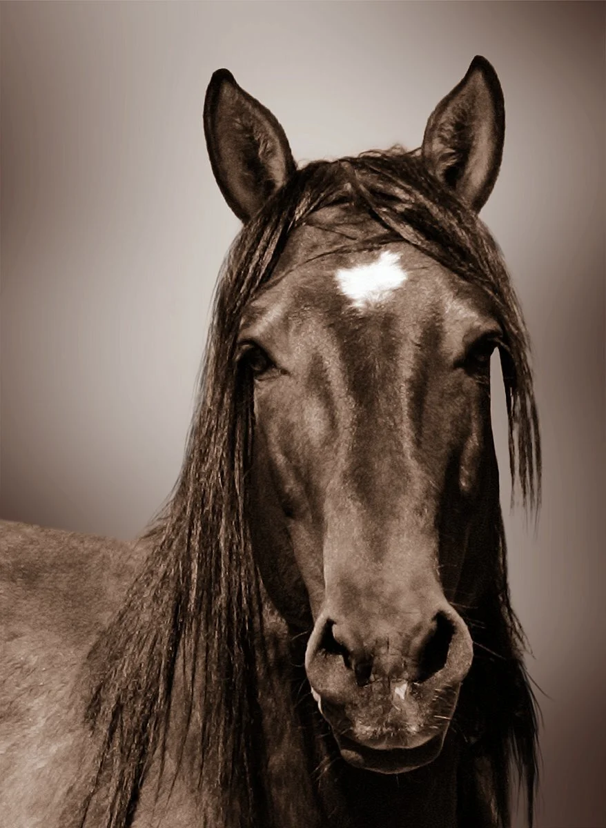 h_LL9N4469-brown1_rankstranger.jpg