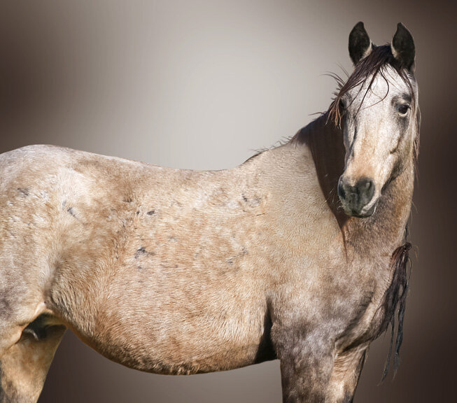 96R1040-brown_sweetbabysarms.jpg
