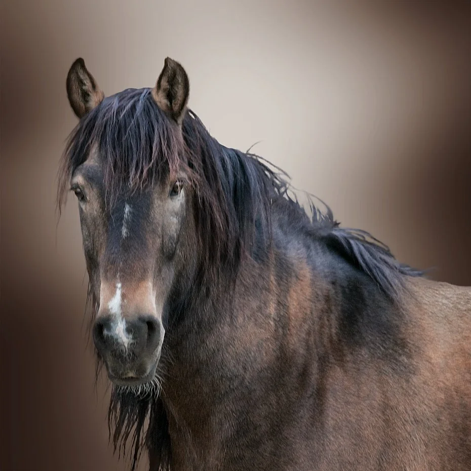 The Wind of Yesterday