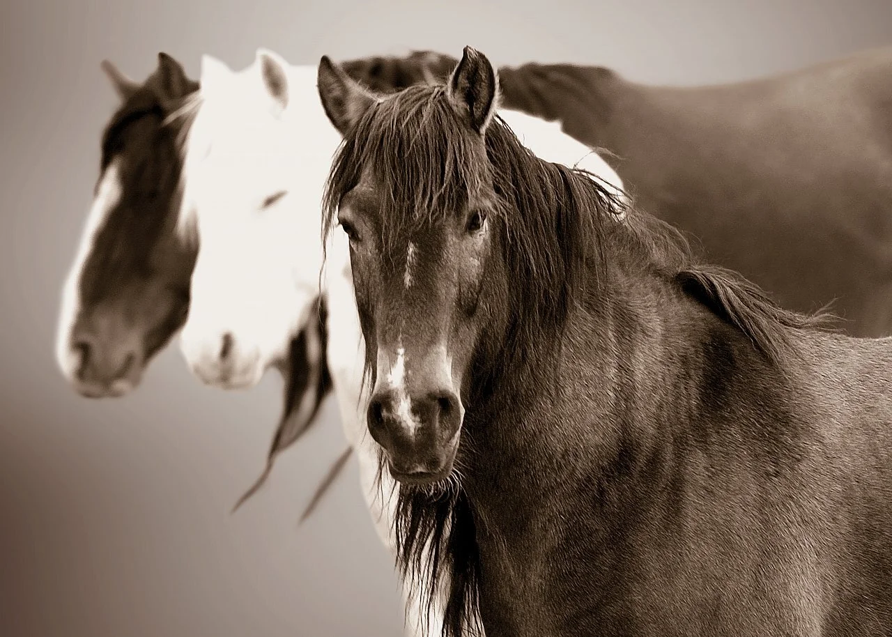 You Game Me a Mountain from $295.00