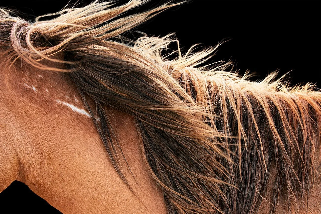 Angel Hair from $295.00