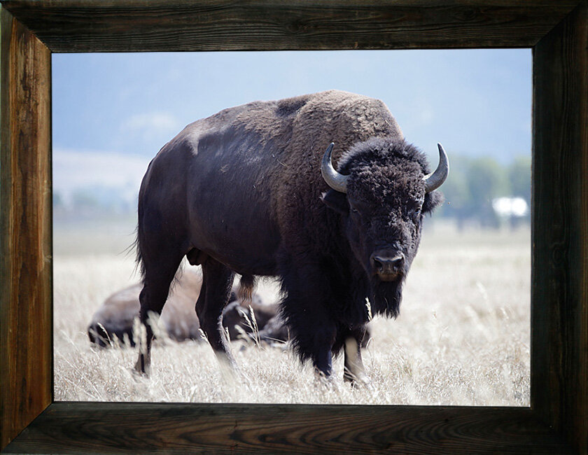 I Am A Tennessee Stud from $295.00