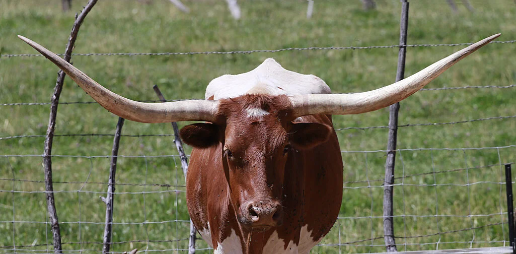 96R0592_longhorn_web.jpg