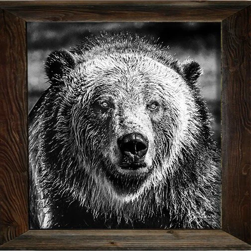 _F617857_Framed_bear_sw.jpg