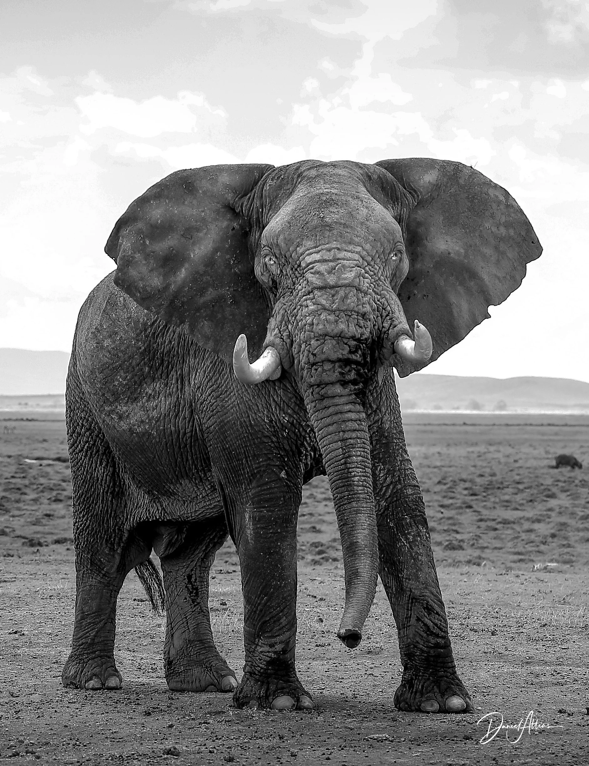 _L105535_elephant_sw.jpg