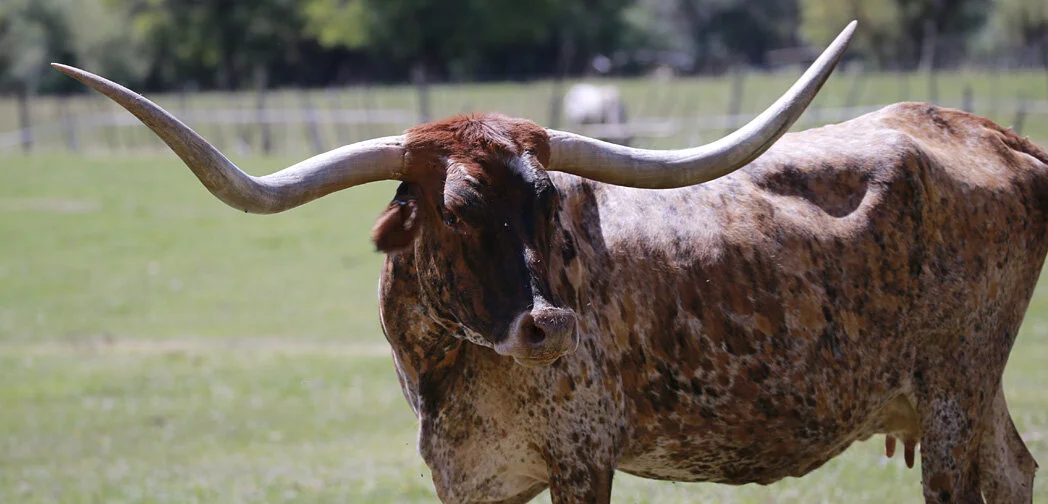 I Am A Freedom Seeker