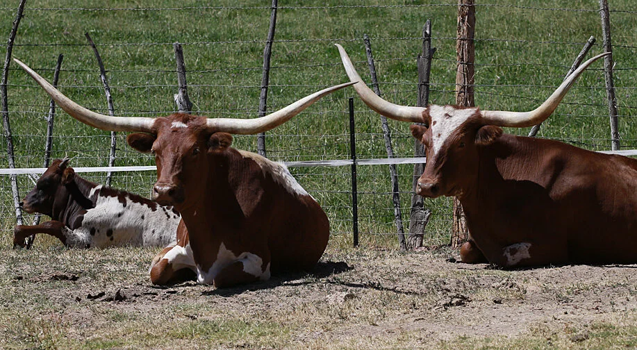 96R0586_longhorn_web.jpg