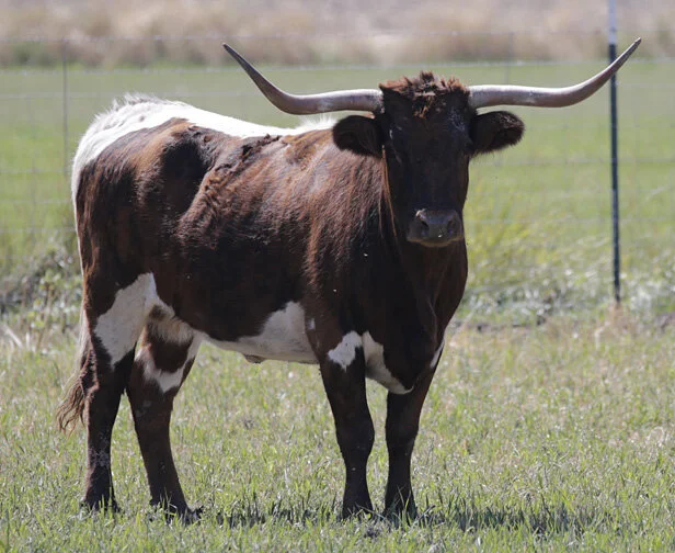 If I Can Only Win Your Love