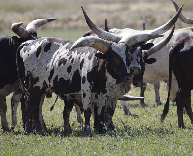 We Next Door Neighbors