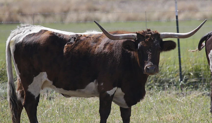 96R8705_longhorn_web.jpg