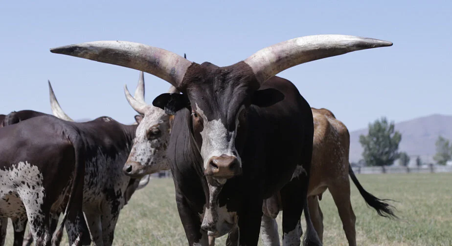 Whisper Oh I Love You