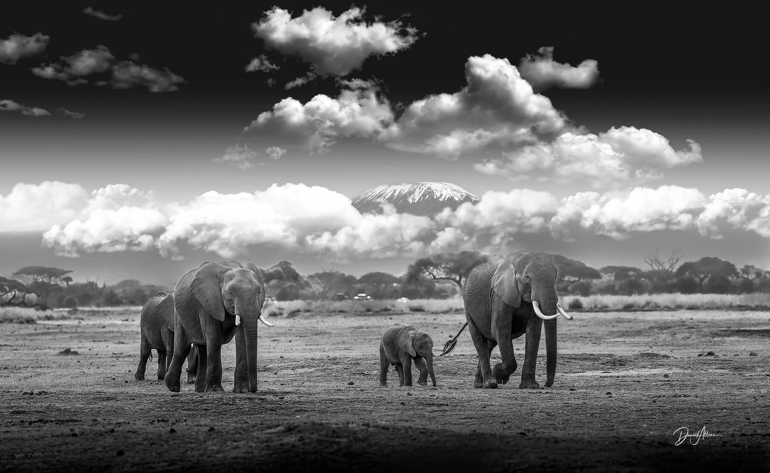 _M412359_draft_elephants3_forweb_LR.jpg