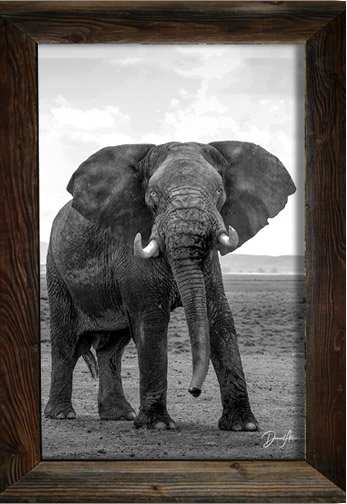 _L105535_Frame_elephant_sw.jpg