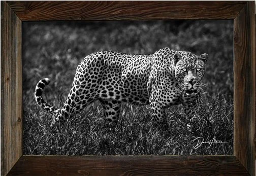 _MG_9658_Frame_leopard_sw.jpg