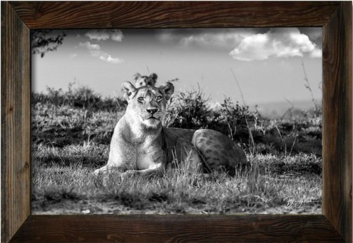 _MG_9205_Framed_lion_sw.jpg