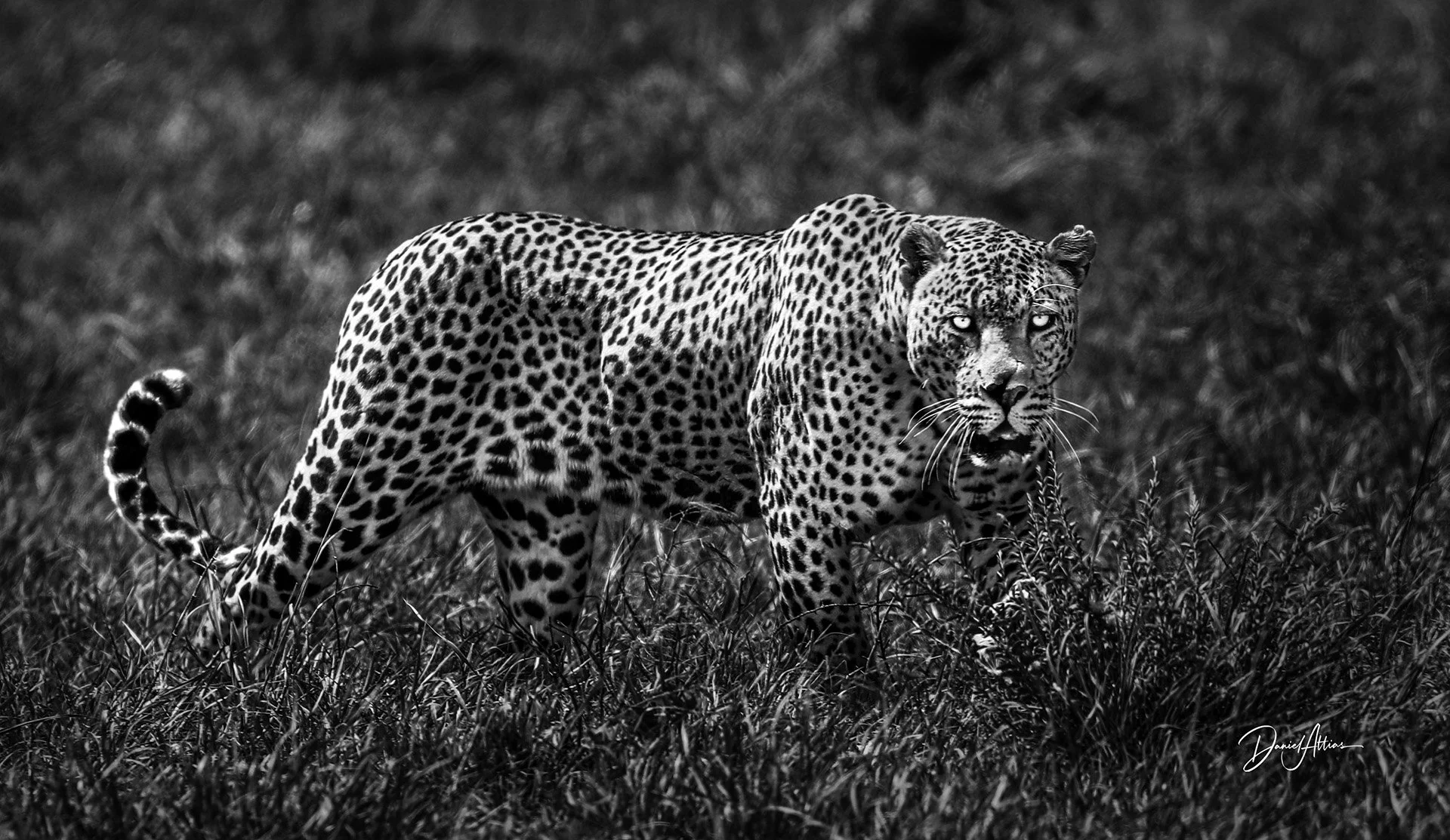 This Is My Last Fight