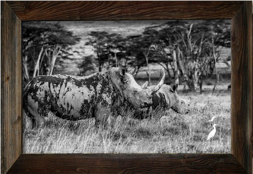 _MG_9086_Frame_rhino_wsig1.jpg