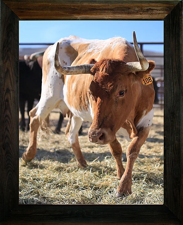 You Got to Walk That from $295.00