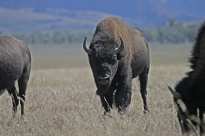 You'll Never Leave the Range Alive