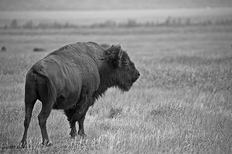 Warm Glass of Brandy