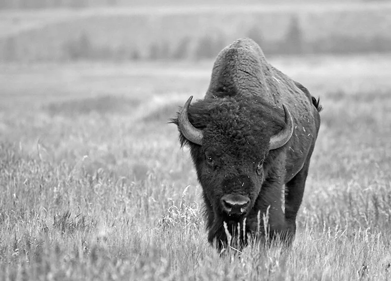 He Took A Pretty Girl to be His Bride