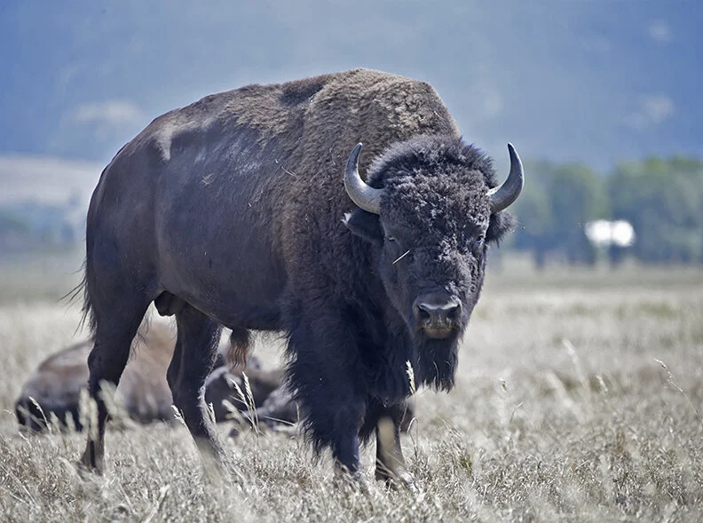 I Am A Tennessee Stud