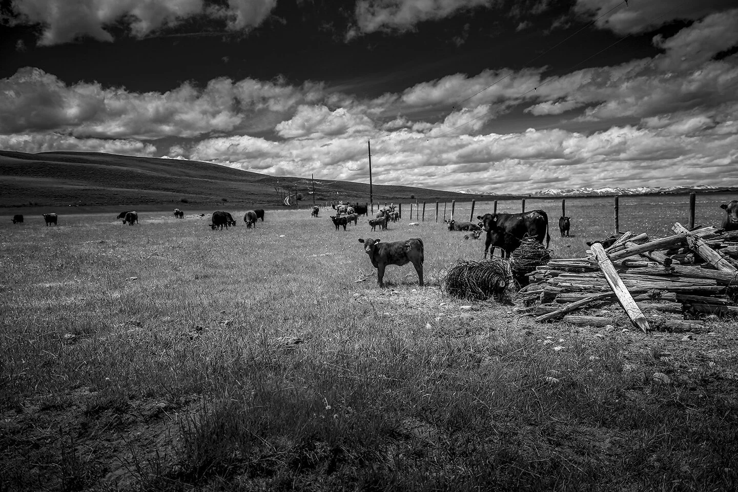 _96R0Cows_BW_revisedLRc_fw.jpg