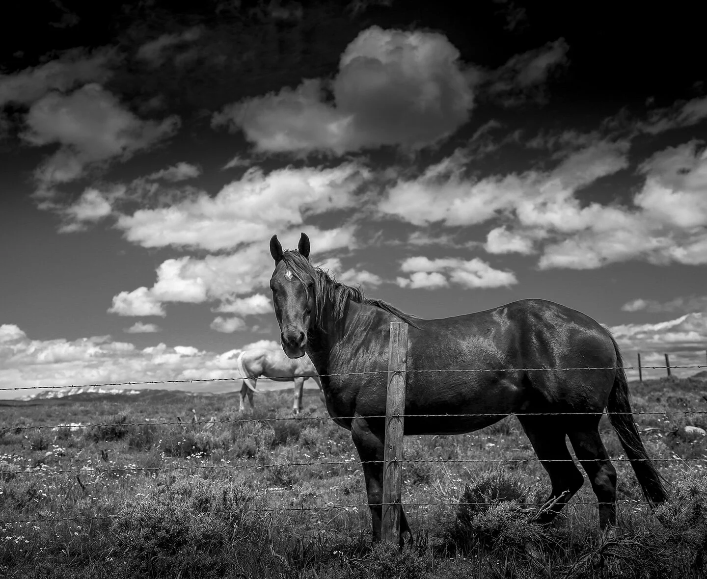 _96R0_horse_BW_revisedLRc_CROP_fw.jpg